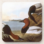 Audubon: Canvasback Bier Onderzetter (Voorkant)