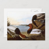 Audubon: Canvasback Briefkaart (Voorkant / Achterkant)