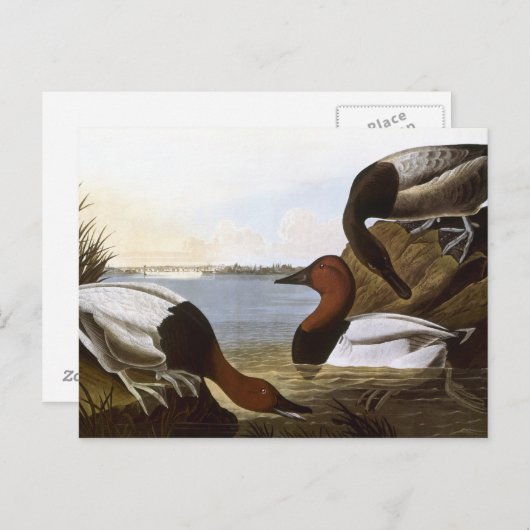 Audubon: Canvasback Briefkaart (Voorkant / Achterkant)