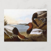 Audubon: Canvasback Briefkaart (Voorkant)