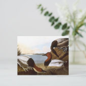 Audubon: Canvasback Briefkaart (Staand voorkant)