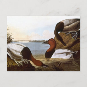 Audubon: Canvasback Briefkaart