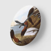 Audubon: Canvasback Ronde Klok (Hoek)