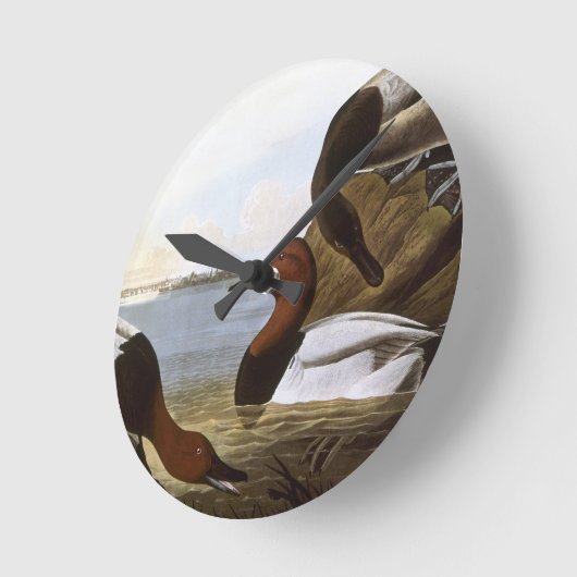 Audubon: Canvasback Ronde Klok (Hoek)