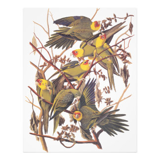Audubon Carolina Parakeet Foto Afdruk