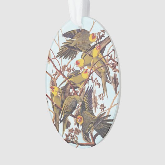 Audubon Carolina Paraket Flock Ornament (voorkant)