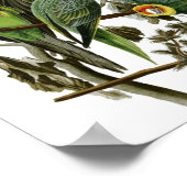 Audubon Carolina Paraket Poster Print (Hoek)