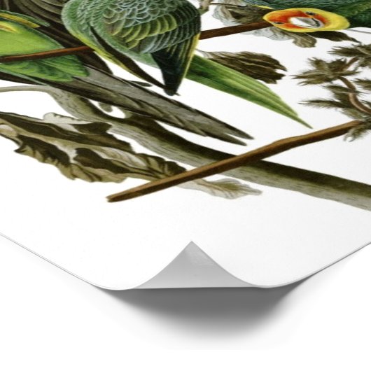 Audubon Carolina Paraket Poster Print (Hoek)