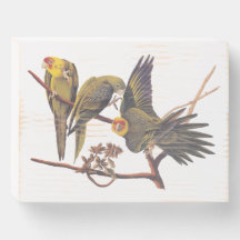 Audubon Carolina Paraket Trio