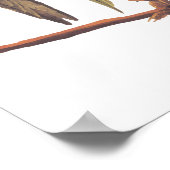 Audubon Carolina Paraket Trio Poster (Hoek)