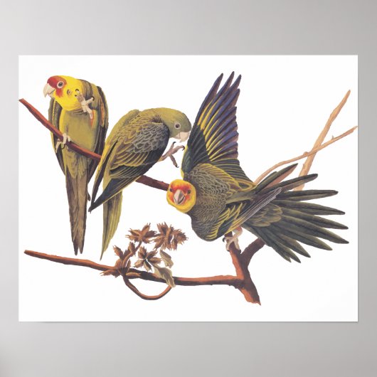Audubon Carolina Paraket Trio Poster (Voorkant)