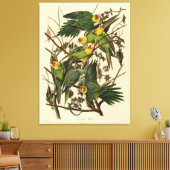 Audubon Carolina Parkiet vogelillustratie Canvas Afdruk (Insitu (Woonkamer))
