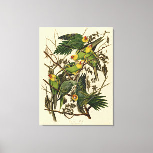 Audubon Carolina Parkiet vogelillustratie Canvas Afdruk