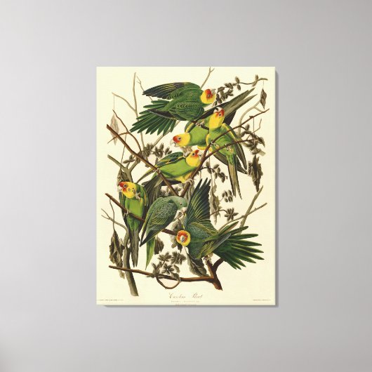 Audubon Carolina Parkiet vogelillustratie Canvas Afdruk (Voorkant)