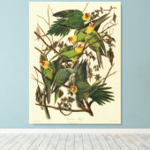 Audubon Carolina Parkiet vogelillustratie Canvas Afdruk (Insitu (Houten vloer))