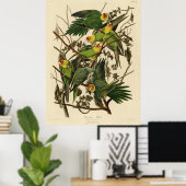 Audubon Carolina Parkiet vogelillustratie Poster (Thuiskantoor)