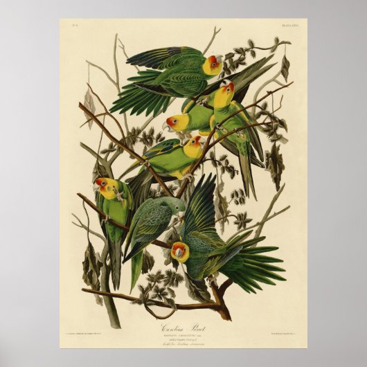 Audubon Carolina Parkiet vogelillustratie Poster (Voorkant)