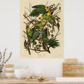Audubon Carolina Parkiet vogelillustratie Poster (Keuken)