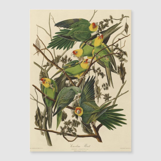 Audubon Carolina Parrot Bird illustratie (Voorkant)
