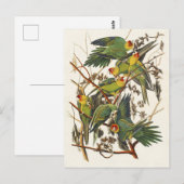 Audubon Carolina Parrot Bird illustratie Briefkaart (Voorkant / Achterkant)