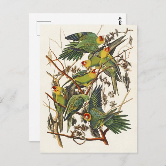 Audubon Carolina Parrot Bird illustratie Briefkaart (Voorkant / Achterkant)