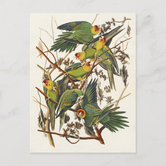 Audubon Carolina Parrot Bird illustratie Briefkaart (Voorkant)
