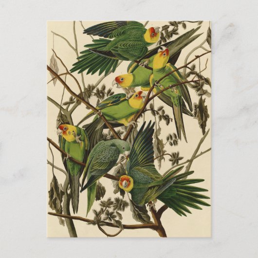 Audubon Carolina Parrot Bird illustratie Briefkaart (Voorkant)