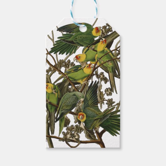 Audubon Carolina Parrot Bird illustratie Cadeaulabel (Voorkant)