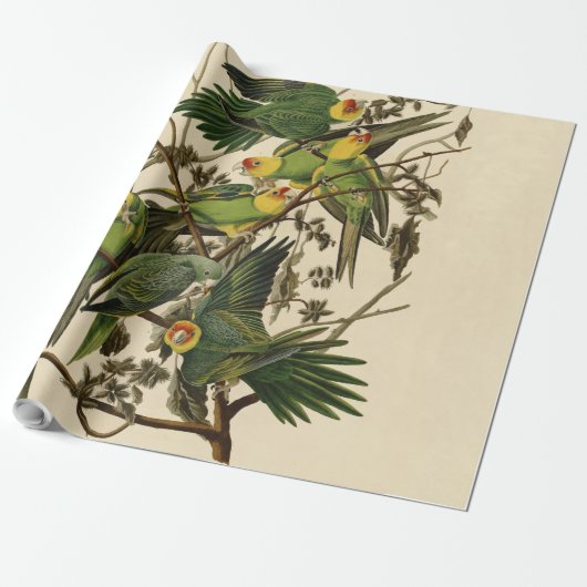 Audubon Carolina Parrot Bird illustratie Cadeaupapier (Uitgerold)