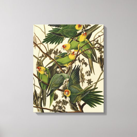 Audubon Carolina Parrot Bird illustratie Canvas Afdruk (Voorkant)