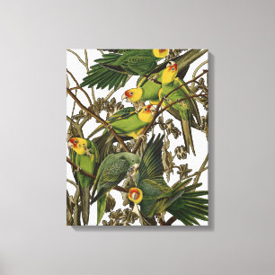 Audubon Carolina Parrot Bird illustratie Canvas Afdruk