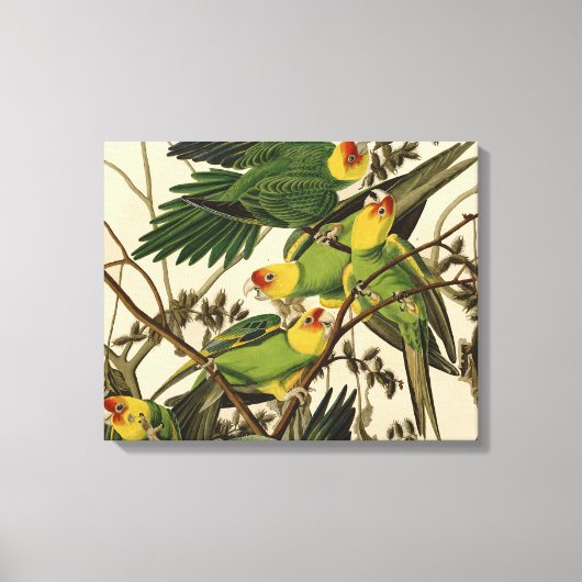 Audubon Carolina Parrot Bird illustratie Canvas Afdruk (Voorkant)