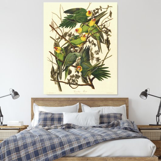 Audubon Carolina Parrot Bird illustratie Canvas Afdruk (Insitu (Slaapkamer))