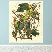Audubon Carolina Parrot Bird illustratie Canvas Afdruk (Insitu (Houten vloer))