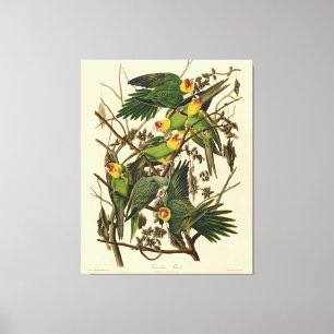 Audubon Carolina Parrot Bird illustratie Canvas Afdruk