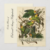 Audubon Carolina Parrot Bird illustratie Kaart (Voorkant / Achterkant)