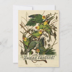 Audubon Carolina Parrot Bird illustratie Kaart