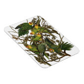 Audubon Carolina Parrot Bird illustratie Magneet (Rechterzijde)