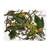 Audubon Carolina Parrot Bird illustratie Magneet (Horizontaal)