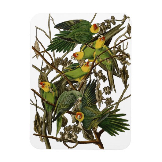 Audubon Carolina Parrot Bird illustratie Magneet (Verticaal)