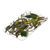 Audubon Carolina Parrot Bird illustratie Magneet (Linkerzijde)