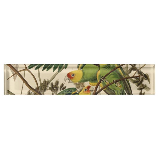 Audubon Carolina Parrot Bird illustratie Naambordje (Voorkant)