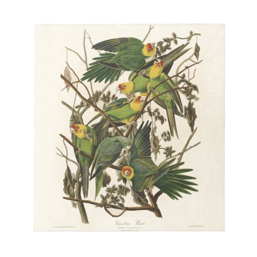 Audubon Carolina Parrot Bird illustratie Notitieblok (Voorkant)