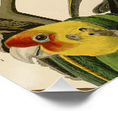 Audubon Carolina Parrot Bird illustratie Perfect Poster (Hoek)