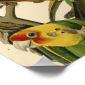 Audubon Carolina Parrot Bird illustratie Poster (Hoek)