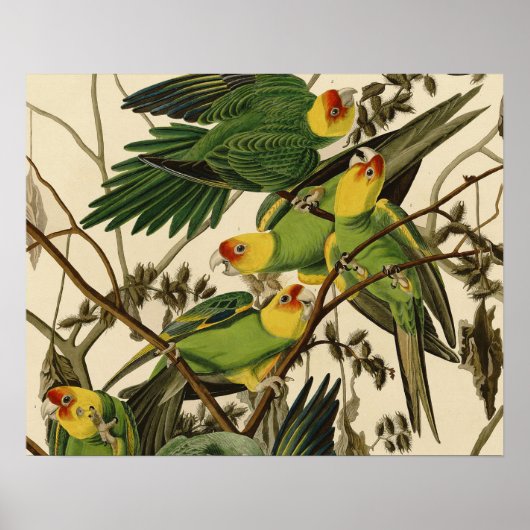 Audubon Carolina Parrot Bird illustratie Poster (Voorkant)