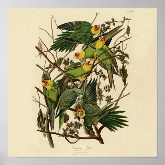 Audubon Carolina Parrot Bird illustratie Poster (Voorkant)