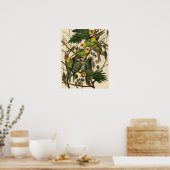 Audubon Carolina Parrot Bird illustratie Poster (Keuken)