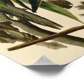 Audubon Carolina Parrot Bird illustratie Poster (Hoek)