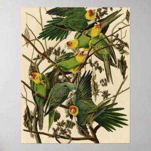 Audubon Carolina Parrot Bird illustratie Poster